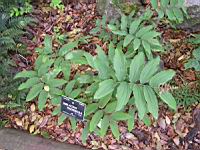 Smilacina Racemosa (L.) (Desf.) (fam Liliacees) (Amerique du Nord) (0) (Photo F. Mrugala)